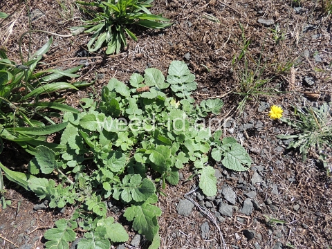 mustard, shortpod